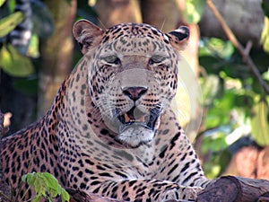 Leopard portrait