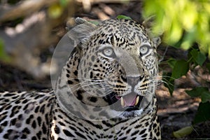 Leopard portrait in Botswana, Africa