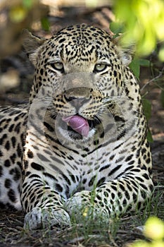 Leopard portrait in Botswana, Africa