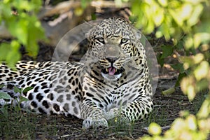 Leopard portrait in Botswana, Africa