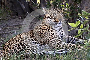 Leopard portrait in Botswana, Africa