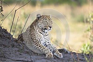 Leopard portrait in Botswana, Africa