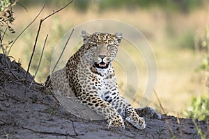 Leopard portrait in Botswana, Africa