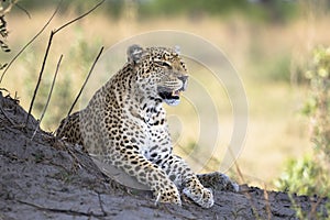 Leopard portrait in Botswana, Africa