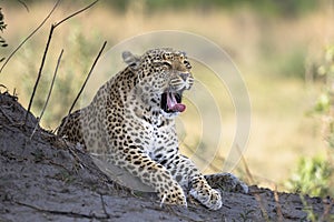 Leopard portrait in Botswana, Africa