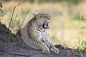 Leopard portrait in Botswana, Africa