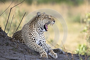 Leopard portrait in Botswana, Africa