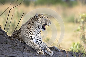 Leopard portrait in Botswana, Africa