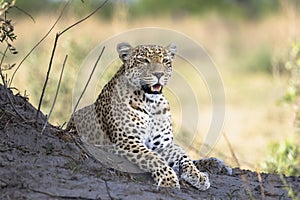 Leopard portrait in Botswana, Africa