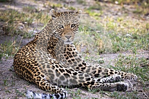 Leopard portrait in Botswana, Africa