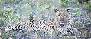 Leopard portrait in Botswana, Africa