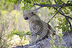 Leopard portrait in Botswana, Africa