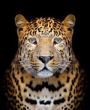 Leopard portrait