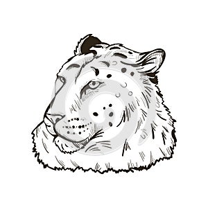 Leopard portrait of exotic animal isolated vector illustration sketch. Monochrome profile of panther looking aside. Felidae mammal