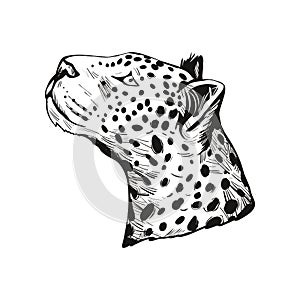 Leopard portrait of exotic animal isolated vector illustration sketch. Monochrome profile of panther looking aside. Felidae mammal