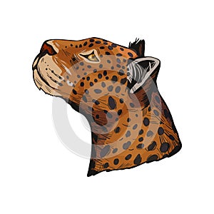 Leopard portrait of exotic animal isolated vector illustration sketch. Profile of panther looking aside. Felidae family member,