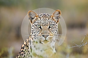 Leopard portrait, Kalahari desert, South Africa photo