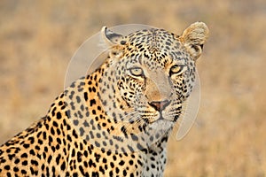 Leopard portrait