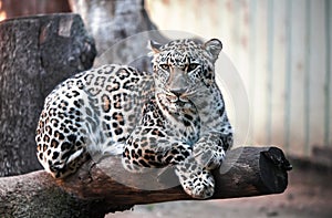Leopard portrait, Panthera pardus saxicolor