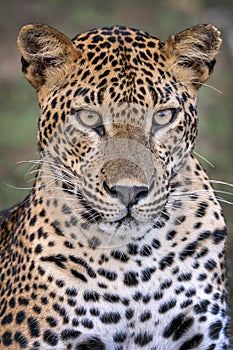 Leopard Portrait Wild Animal Mamal wildcat big cats asia srilanka safari nature carnivore quality picture photo