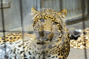 Leopard portrait, at zoo