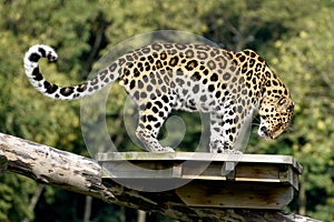 Leopard Posing