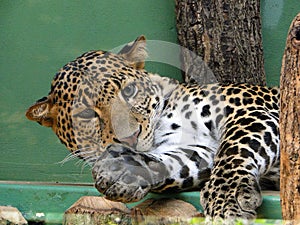 Leopard from the Prague zoo