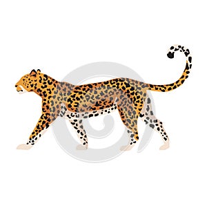 Leopard, predator, african animal, wildlife. Vector illustration, isolated on white