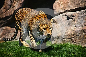 Leopard Preparing for the Jump