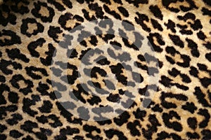 Leopard print photo