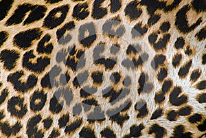 Leopard print fabric texture