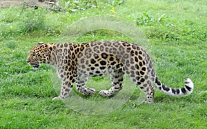 Leopard Profile