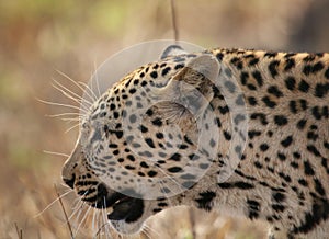 Leopard profile Kruger National Park