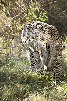 Leopard Prowl