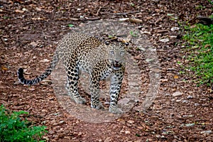 Leopard on the prowl