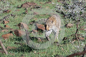 Leopard on the prowl amongst the torn bushes