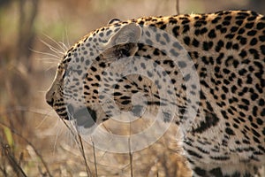 Leopard on the prowl in Kruger National Park