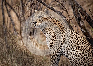 Leopard in the rain