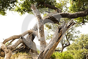 Leopard relaxed lying in a tree in natural habitat, Okavango Delta, Botswana