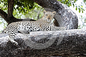 Leopard on tree, Botswana, Africa