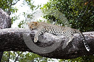 Leopard relaxed lying on tree, Botswana