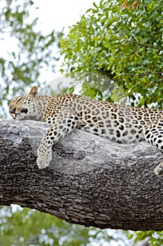 Leopard relaxed lying on tree. Sleeping leopard in Botswana, Africa