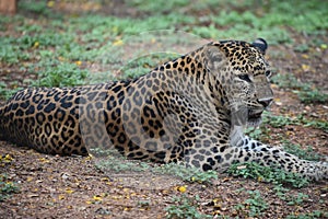 Leopard relaxing in classic look in forest