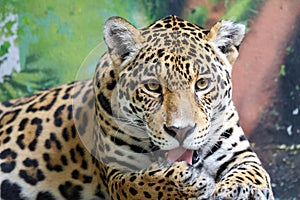 Leopard, respectively Panther with latin name Panthera pardus