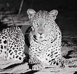 Leopard resting