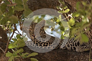 Leopard resting on a branch in the Ruaha national park.