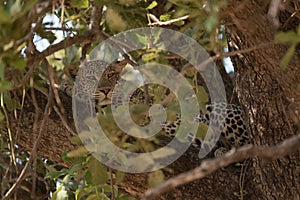 Leopard resting on a branch in the Ruaha national park.