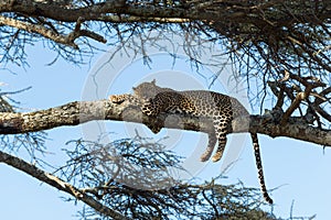 Leopard resting on a branch, Serengeti