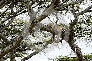 Leopard resting on a branch, Serengeti