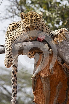 Leopard resting after eating meat